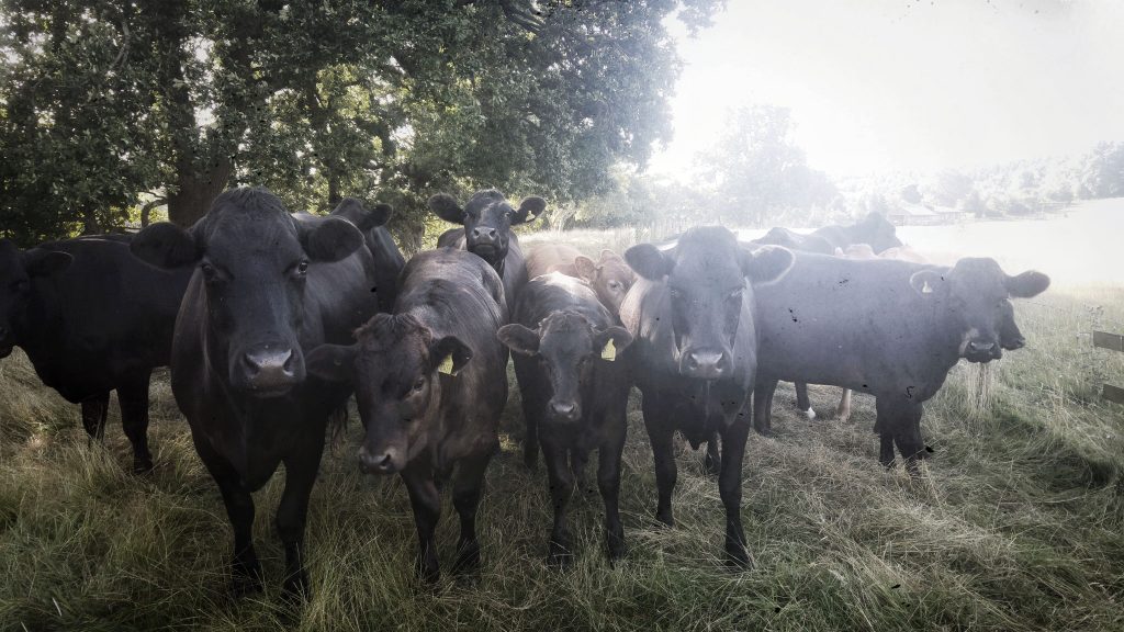 Morning run - Teesdale Way path - blocked by Cows! Teesdale Barnard Castle Caravan Site, Tuesday 9th August 2016.