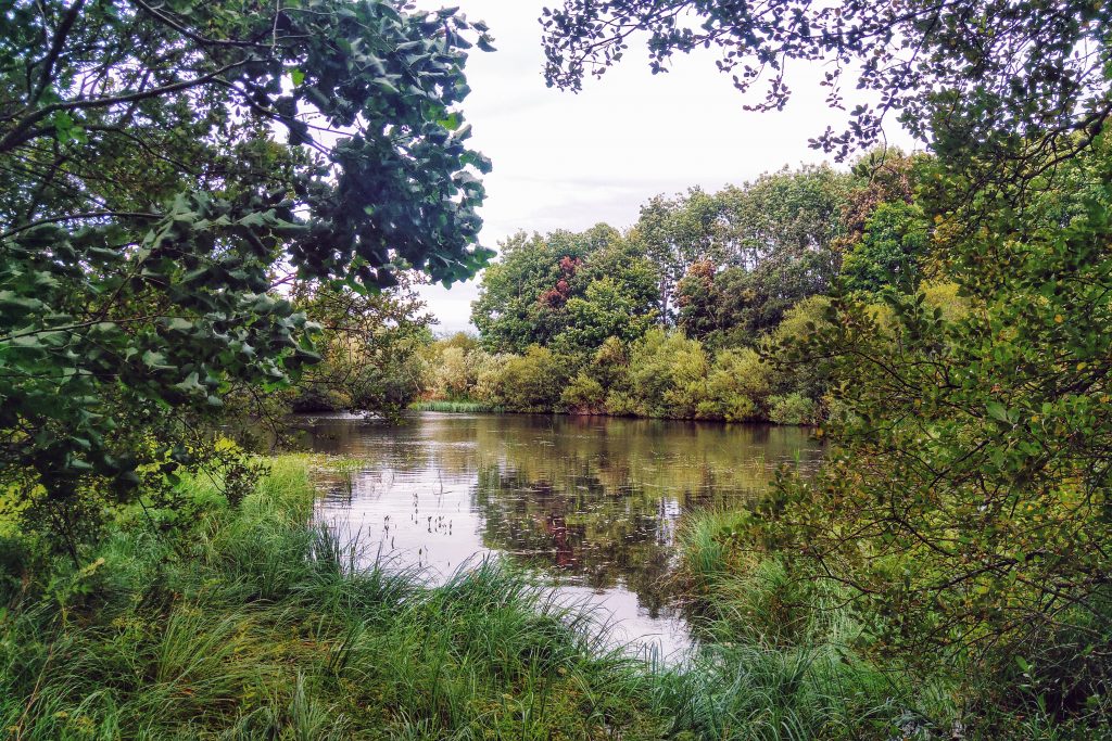 Afternoon run - lake on Caravan site. River Breamish Caravan Site, Ingram, Alnwick, Thursday 11th August 2016.